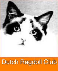 Dutch Ragdoll Club